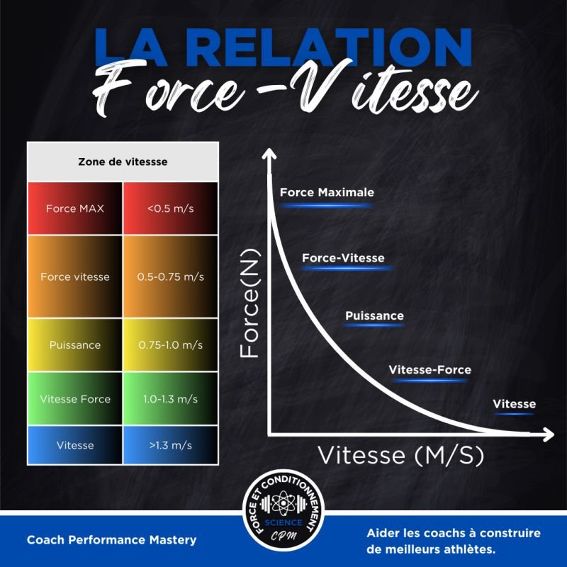 la relation force-vitesse
